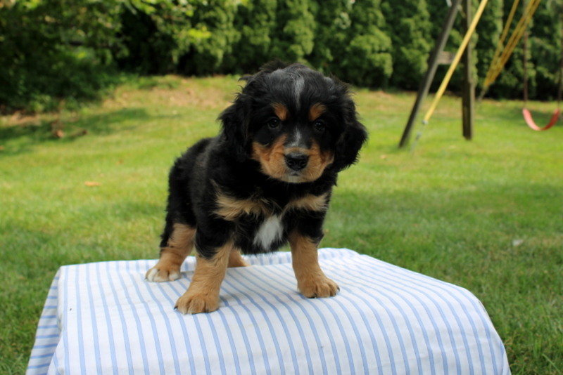 puppy, for, sale, Mini Bernedoodle F1, Matthew B. Stoltzfus, dog, breeder, Gap, PA, dog-breeder, puppy-for-sale, forsale, nearby, find, puppyfind, locator, puppylocator, aca